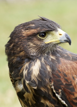 Harris hawk portrait の写真素材