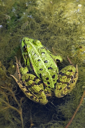 Edible Frog in swamp の写真素材