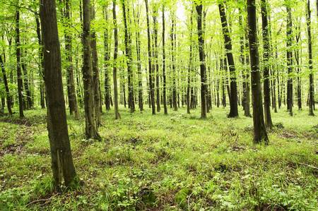 Green forest の写真素材