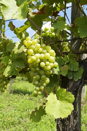 Grape in the sunlight の写真素材
