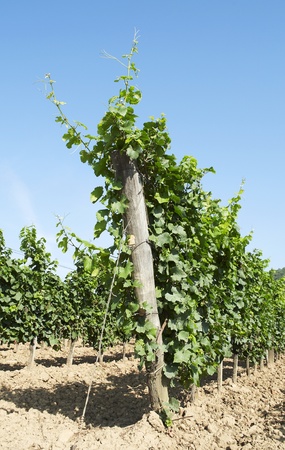 Vine lines の写真素材