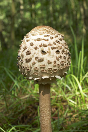 Parasol mushroom in the forest の写真素材