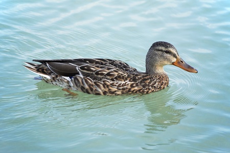 Wild duck 