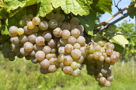 Ripe grape in sunshine の写真素材