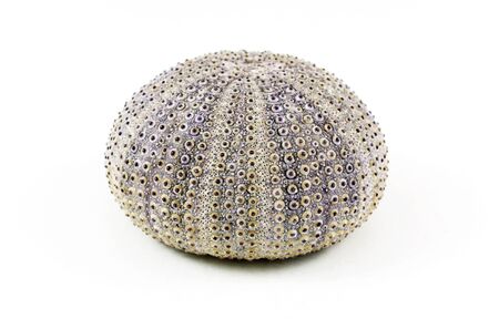 Sea urchin on white の写真素材