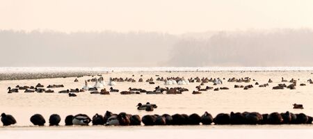 Many birds on the frozen lake in winter timeの写真素材