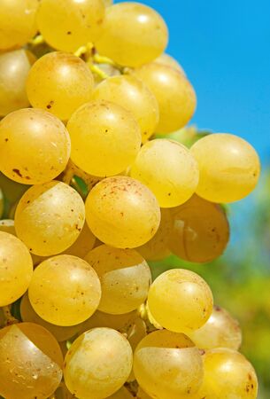 Ripe grape close up の写真素材
