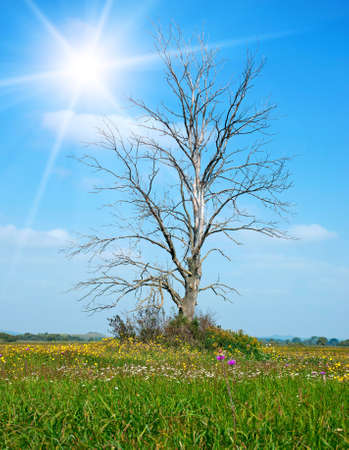 Lonely dry tree on green meadow in summer time の写真素材