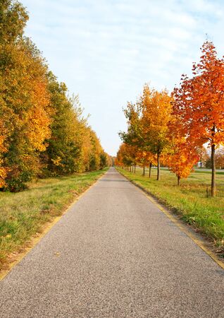Bicycle road leads across the autumn trees の写真素材