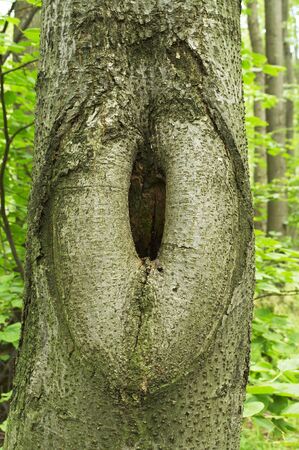 Sexy tree の写真素材