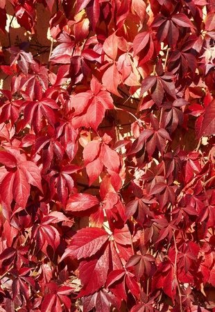 Virginia creeper on the wall in autumn の写真素材