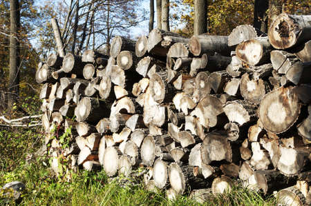 Wood stack in autumn forest の写真素材