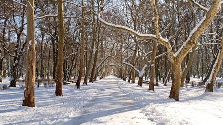 Promenade under the sycamore trees in Keszthely at Lake Balaton,Hungary の写真素材