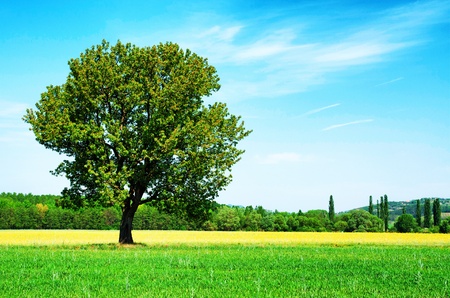 Lonely tree on wheat field in summerの写真素材