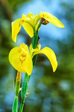 Yellow iris  Iris pseudacorus の写真素材