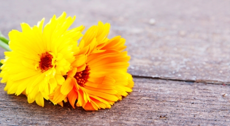Marigold on wood (Calendula officinalis)の写真素材