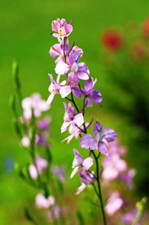Consolida ambigua in the gardenの写真素材