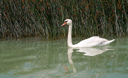 Swan at Lake Balaton,Hungaryの写真素材