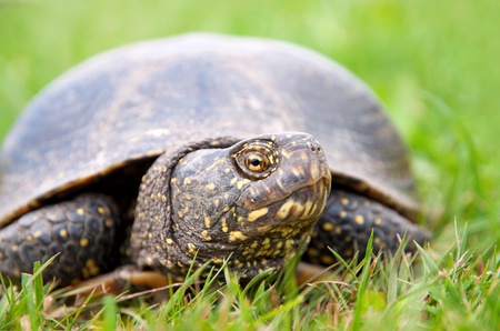 European pond turtle  Emys orbicularis の写真素材