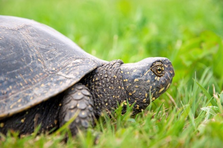 European pond turtle  Emys orbicularis の写真素材