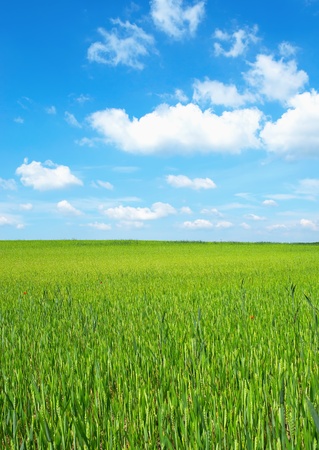 Wheet-field in springの写真素材