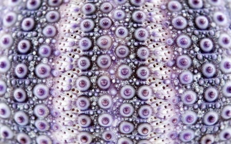 Sea urchins frame structureの写真素材