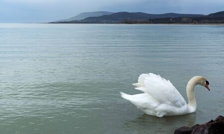 Swan on Lake Balaton, Hungaryの写真素材