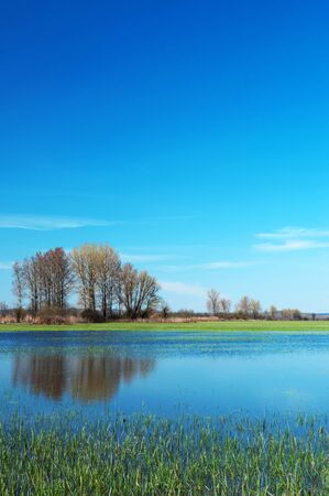 Flooded meadow at Lake Balaton in spring,Hungaryの写真素材