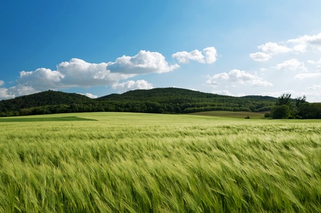 Cereal field in spring timeの写真素材