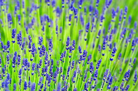 Lavender in summer timeの写真素材