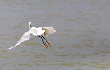 Little Egret is hunting  Egretta garzetta の写真素材