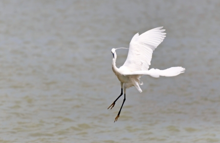 Little Egret is hunting  Egretta garzetta の写真素材