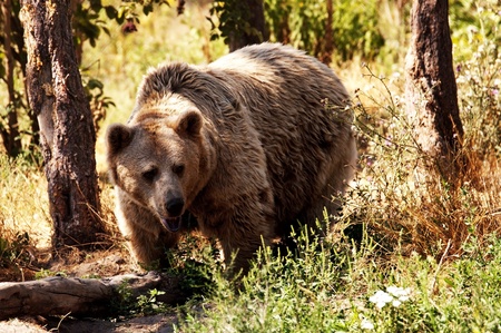 Grizzly in the forestの写真素材