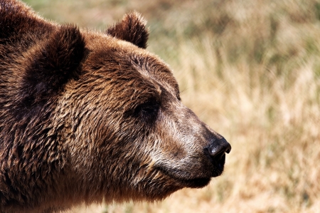 Grizzly bear in natural environmentの写真素材