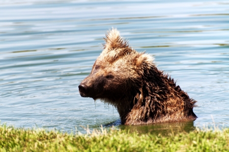 Grizzly bear in the lakeの写真素材