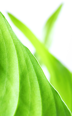 Plant leaves  macro photo  の写真素材