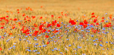 Wheat field with poppy fieldの写真素材