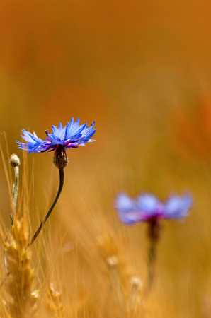 Blue cornflower in wheat fieldの写真素材