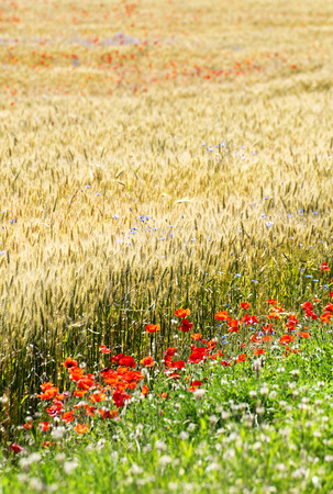 Wheat field with poppy fieldの写真素材
