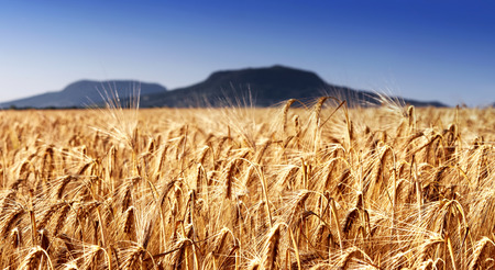 Wheat field at extinct volcanoes, Hungaryの写真素材