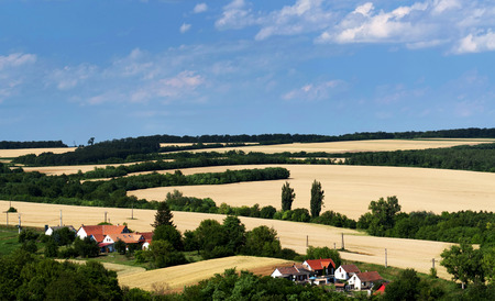 Wheat fields landscape in summer time, Hungaryの写真素材
