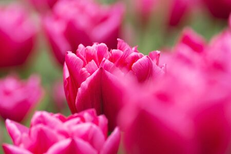 Pink tulip in spring timeの写真素材