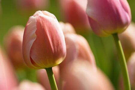 Tulip in spring timeの写真素材