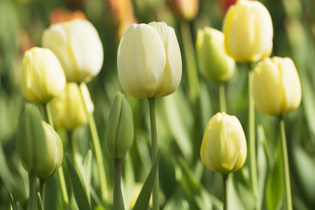 Tulip in spring time in parkの写真素材