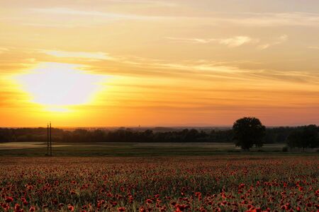 Poppy field in sunsetの写真素材