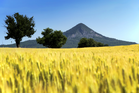 Wheat field in summer time Hungaryの写真素材
