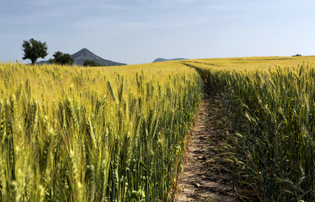 Wheat field close up in summer time Hungaryの写真素材