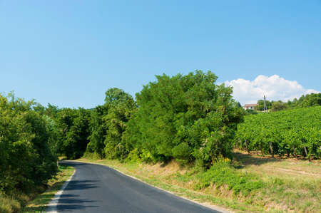 Road next to the vineyard in summer time, Hungaryの写真素材