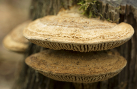 Fungus on a tree, macro photo  selective focusの写真素材