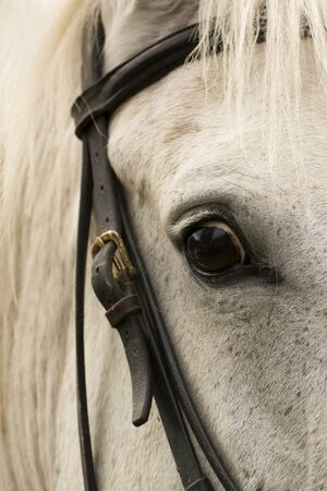 Horse portrait
